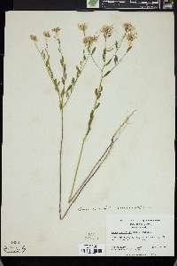 Warea cuneifolia image