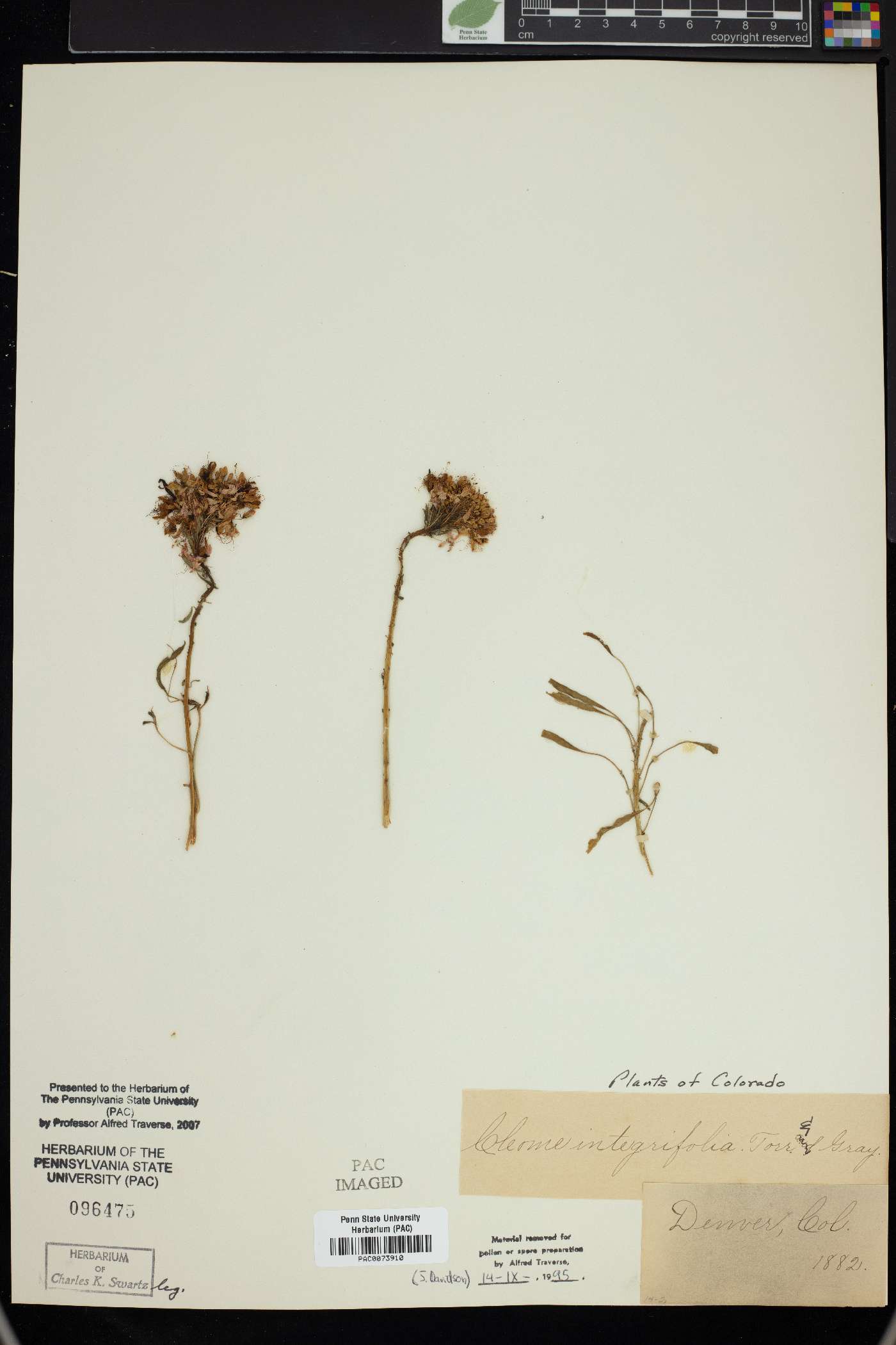 Cleome integrifolia image