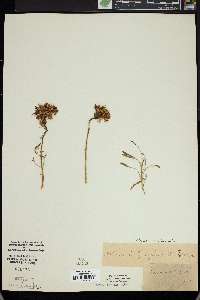 Cleome integrifolia image