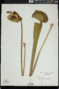 Sarracenia flava image