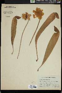 Sarracenia minor image