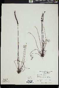 Drosera filiformis image