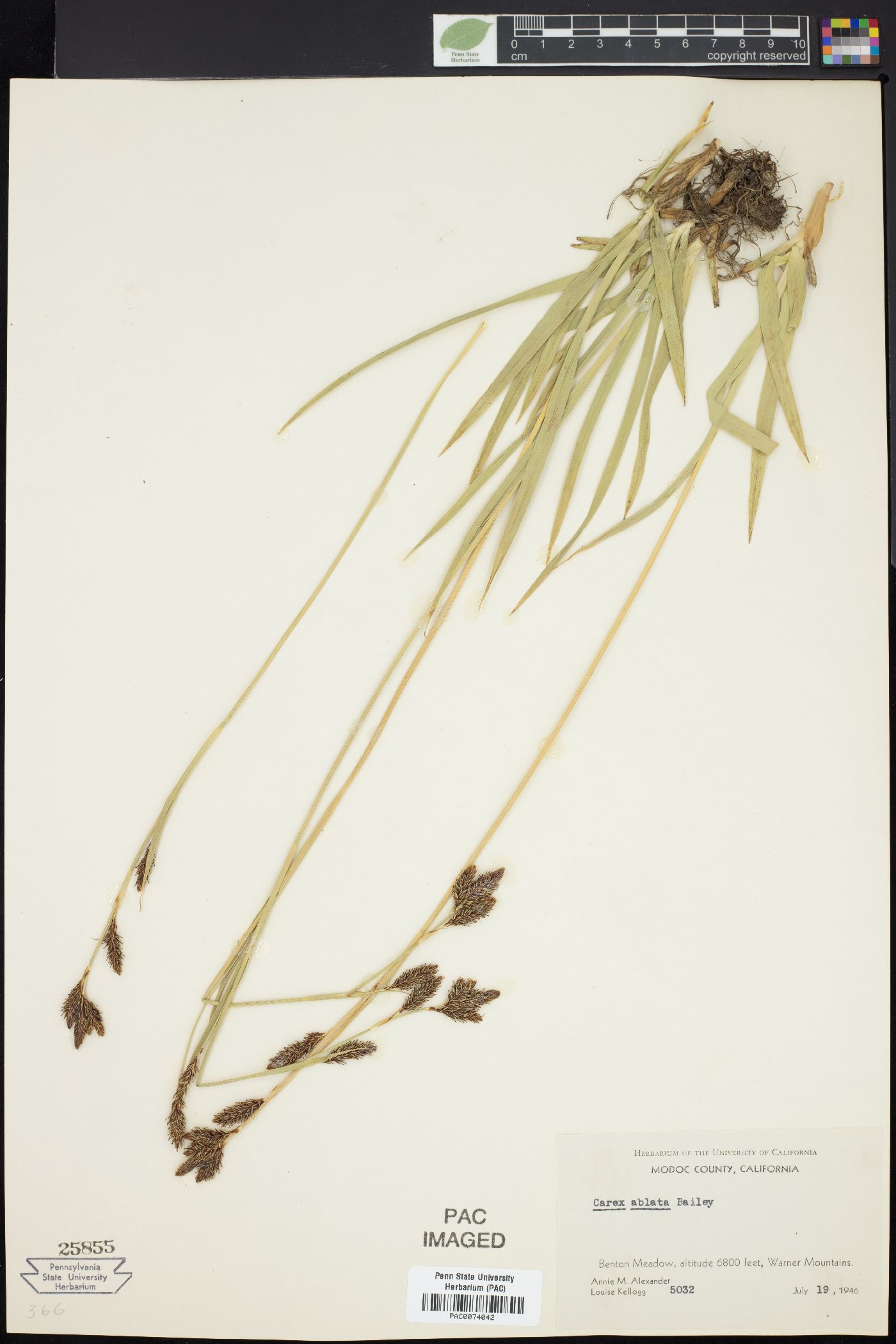 Carex ablata image