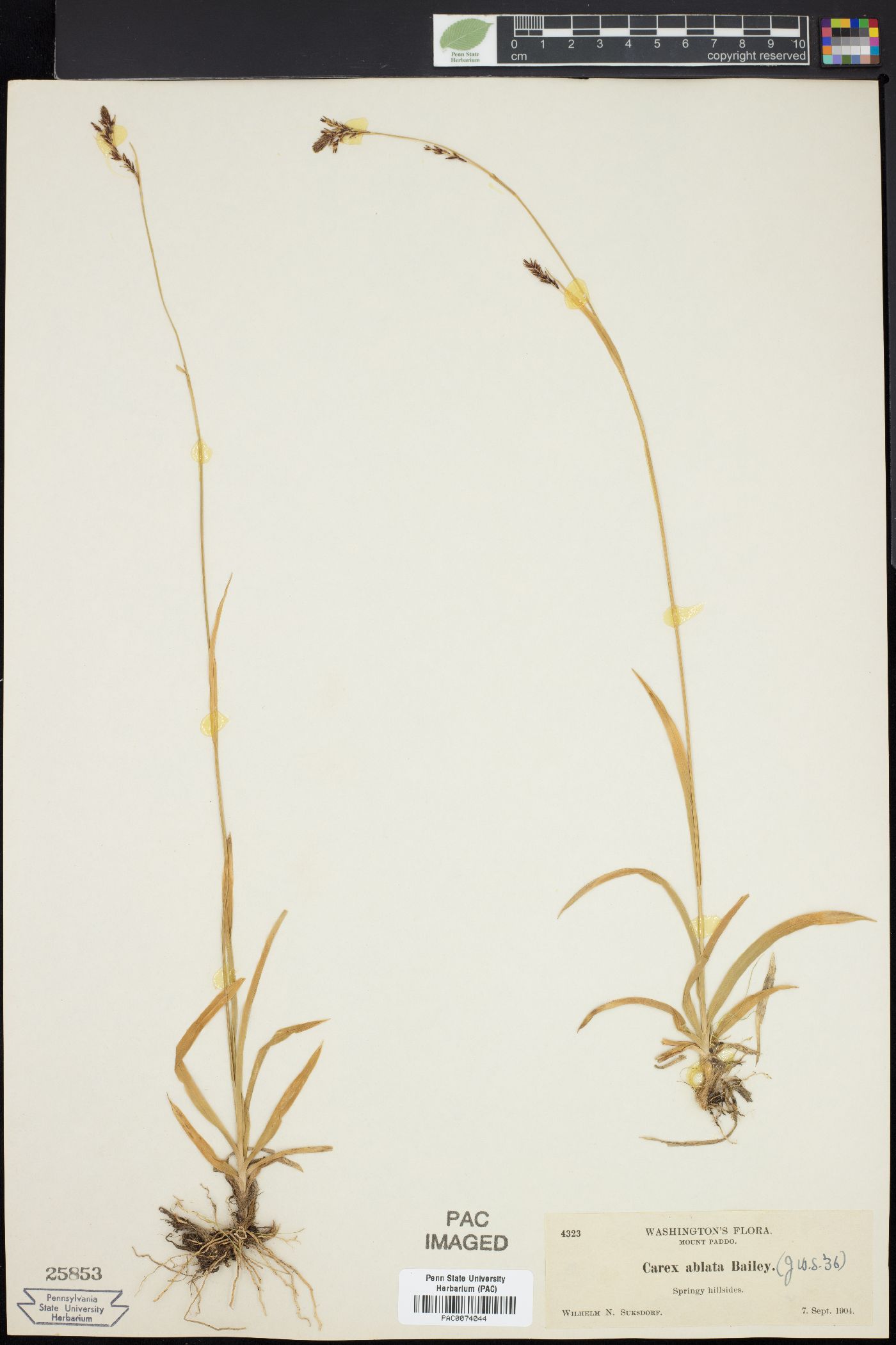 Carex ablata image