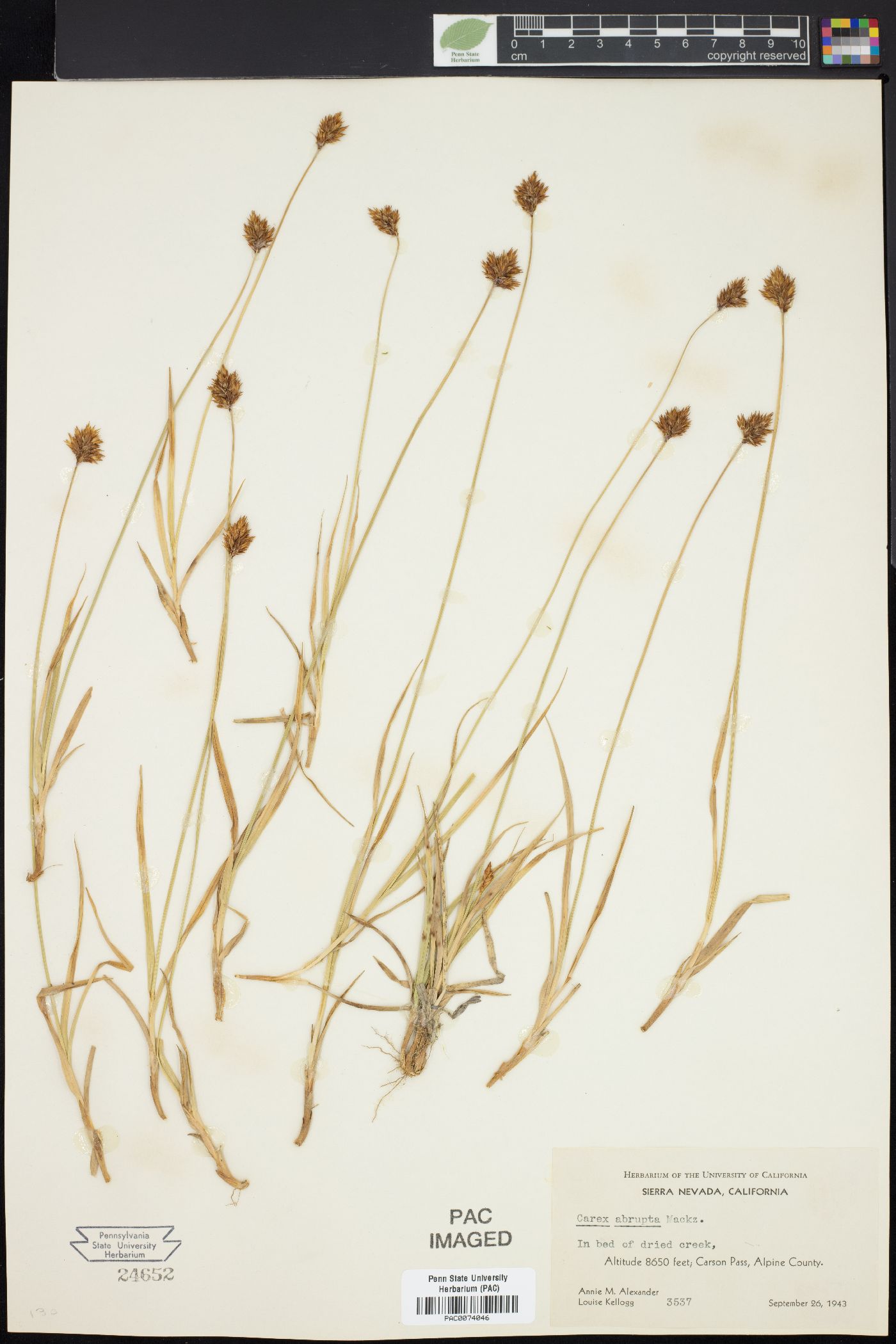 Carex ablata image