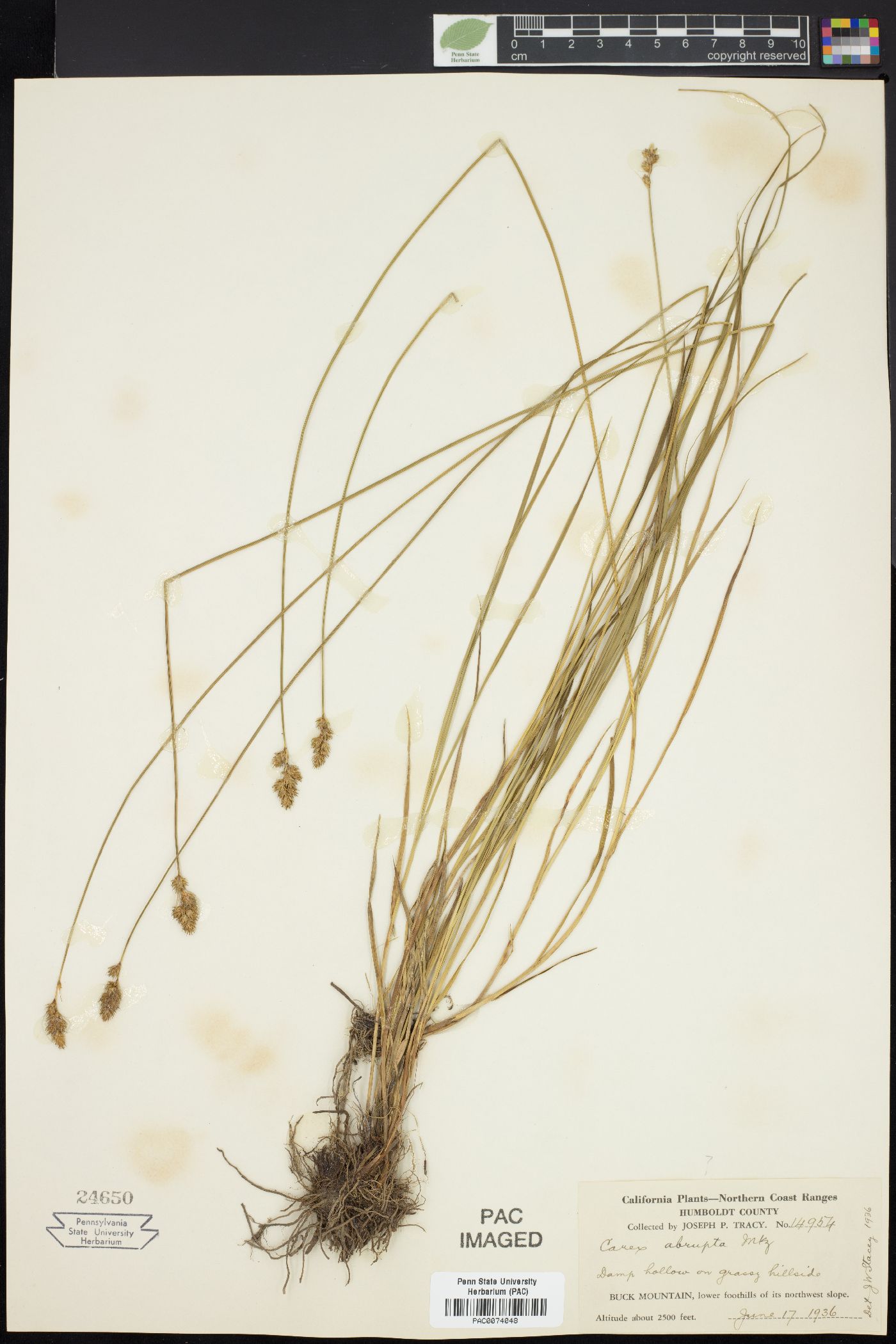 Carex ablata image