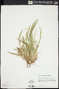 Carex abscondita image