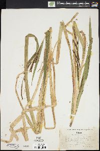 Carex amplifolia image