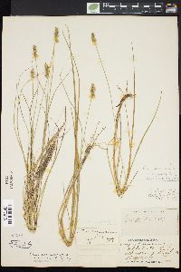 Carex angustior image