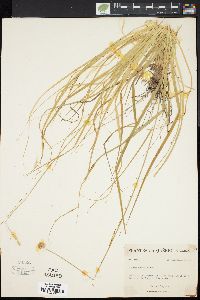 Carex arcta image