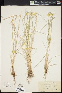 Carex arcta image