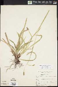 Carex arctata image