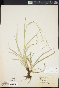 Carex arctata image