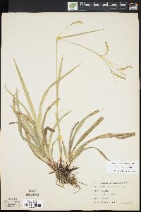 Carex arctata image