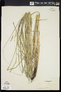 Carex atherodes image