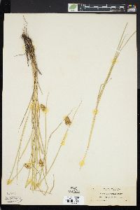 Carex athrostachya image