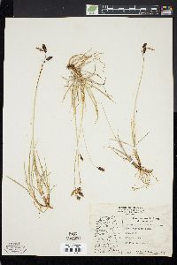 Carex atrofusca image