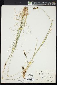 Carex atrosquama image
