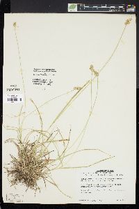 Carex austrina image