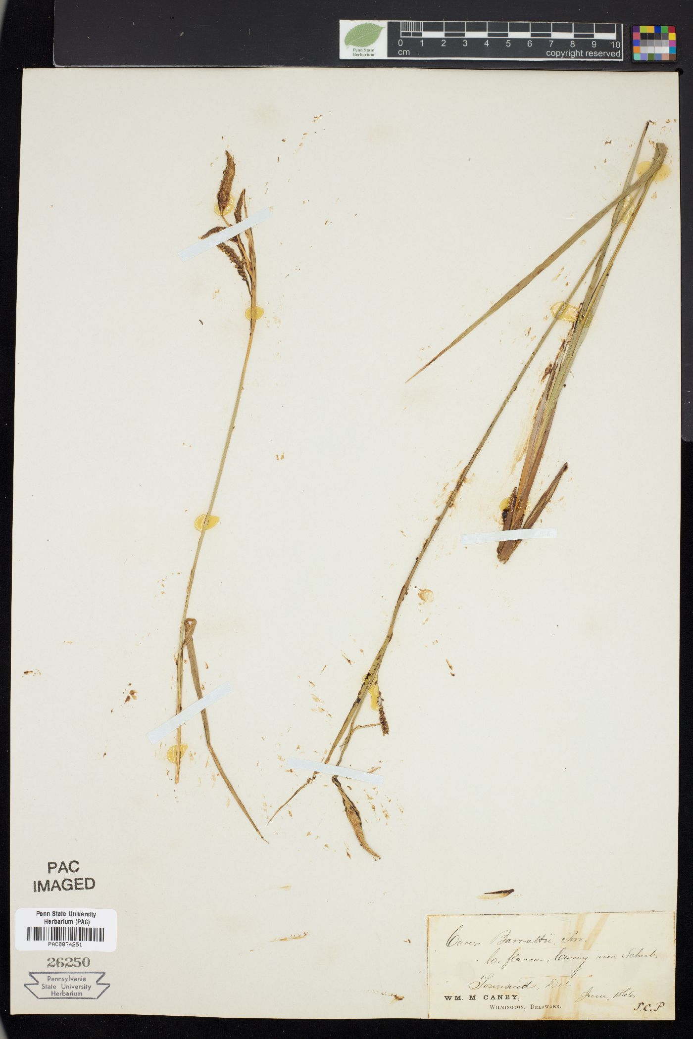 Carex barrattii image