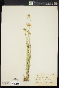 Carex bebbii image