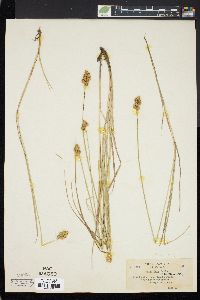 Carex bebbii image