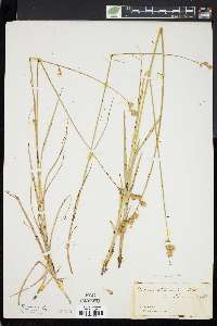 Carex bicknellii image