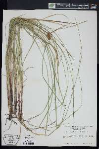 Carex bullata image