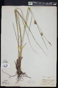 Carex bullata image