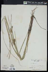 Carex bullata image