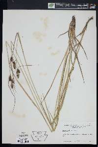 Carex bushii image