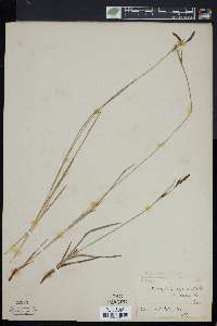 Carex californica image