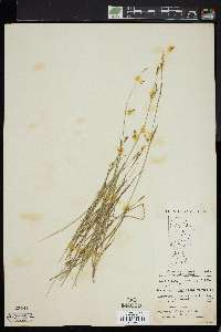 Carex capillaris image