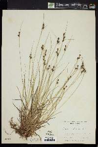 Carex caroliniana image