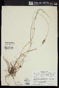 Carex caroliniana image