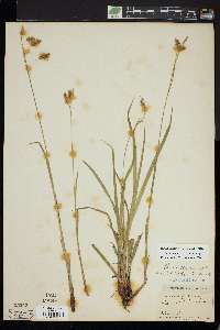 Carex castanea image