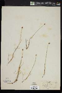 Carex chordorrhiza image