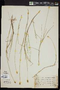 Carex chordorrhiza image