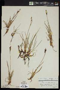 Carex speciosa image