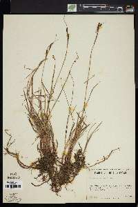 Carex speciosa image