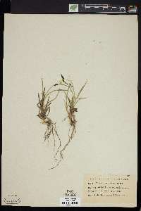 Carex speciosa image