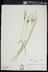 Carex conoidea image