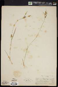 Carex conoidea image