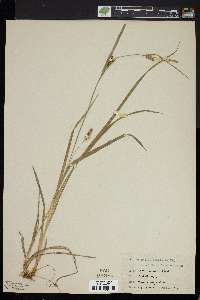 Carex conoidea image