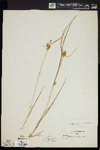 Carex cryptolepis image