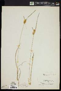 Carex cryptolepis image