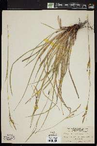 Carex debiliformis image