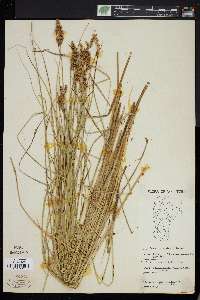 Carex diandra image