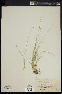 Carex disperma image