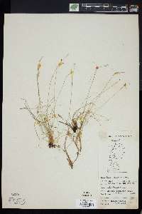 Carex eburnea image